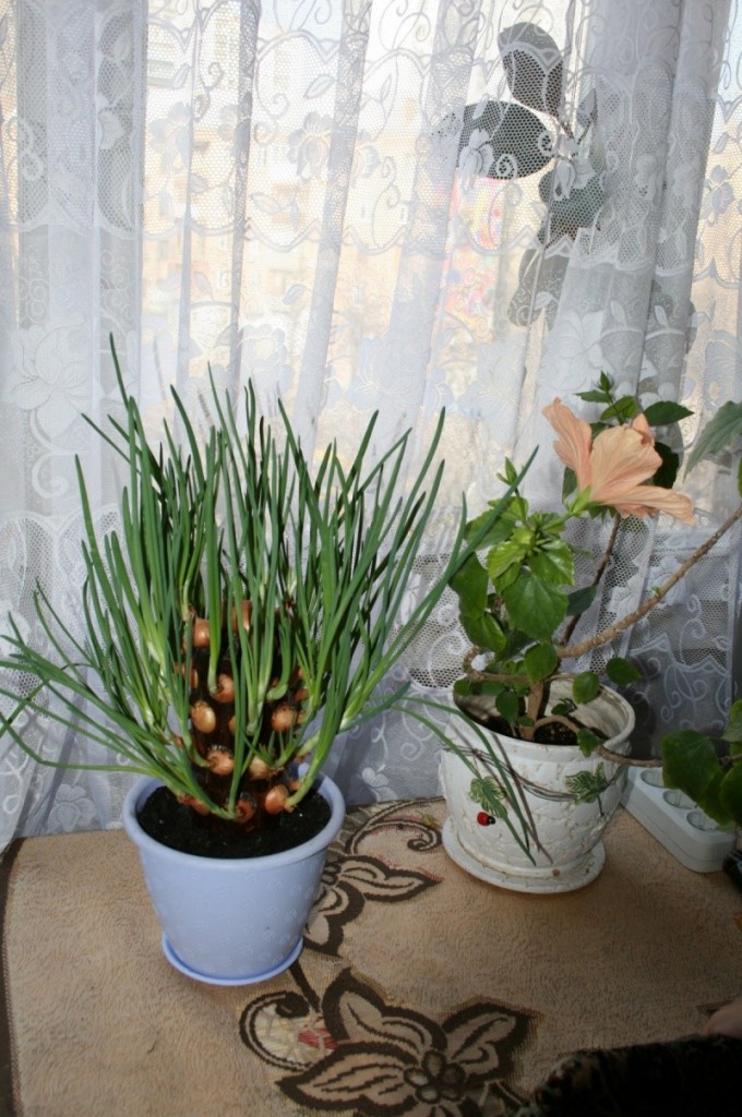 DIY Vertical Onion Planter - Finished Vertical Onion Planter