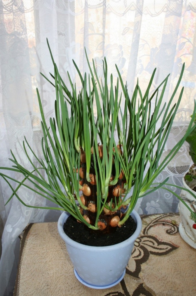 DIY Vertical Onion Planter - Finished Vertical Onion Planter