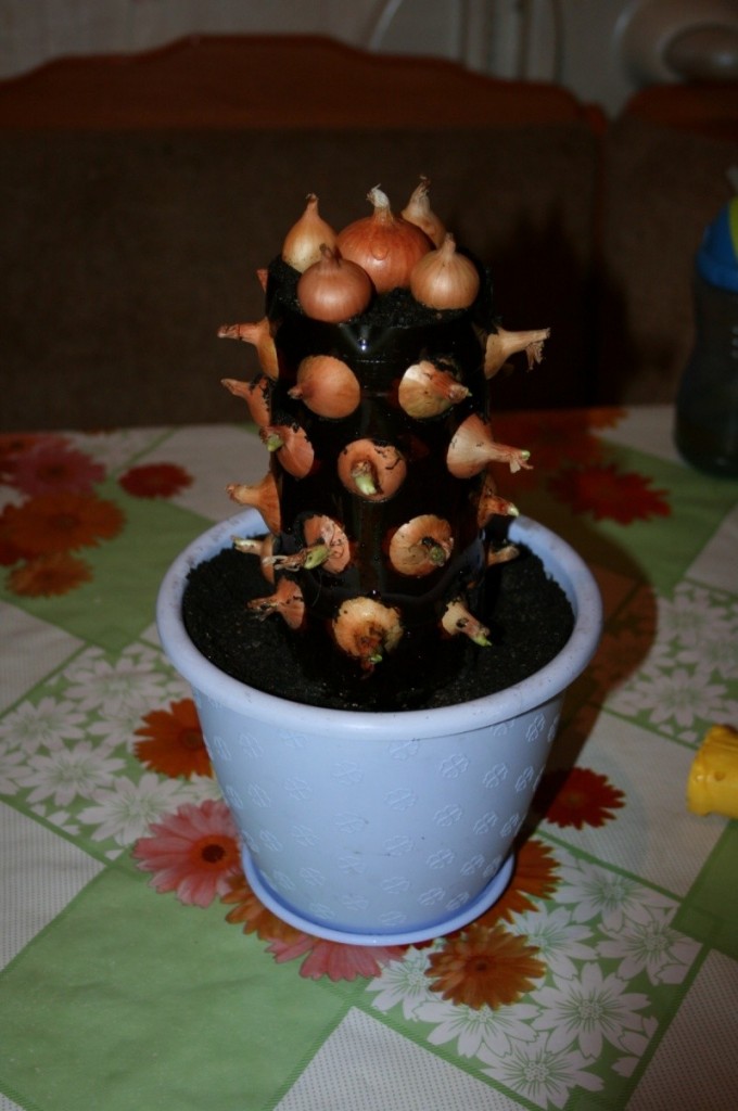 DIY Vertical Onion Planter - Planted Onions