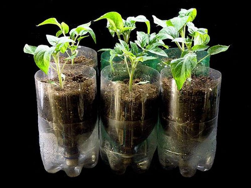 Self-Watering Seed Starter Pots