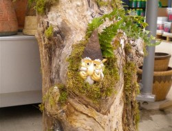Garden Gnome in Tree Trunk - Port Kells Nurseries