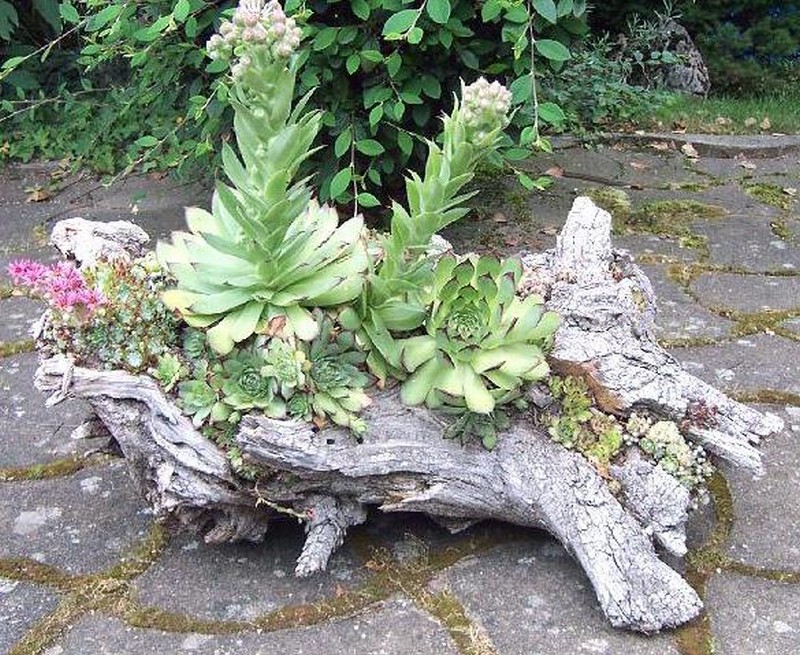 Log Planter with Succulents and Sedums - Simply Succulents