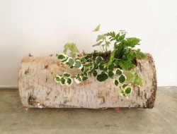 Birch Log Planter - Tasi Masi