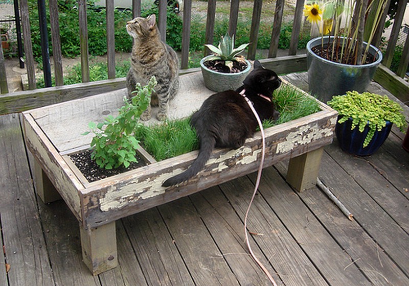 DIY Cat Planter Table - Pet DIYs