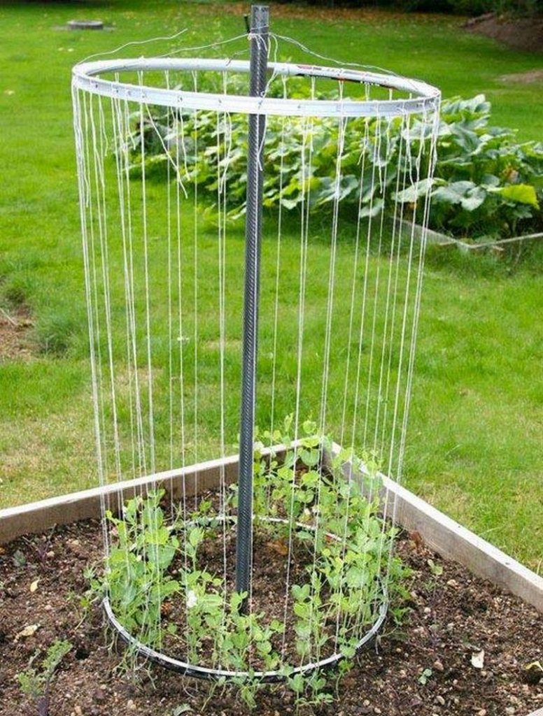 Trellis made from old bike rims.