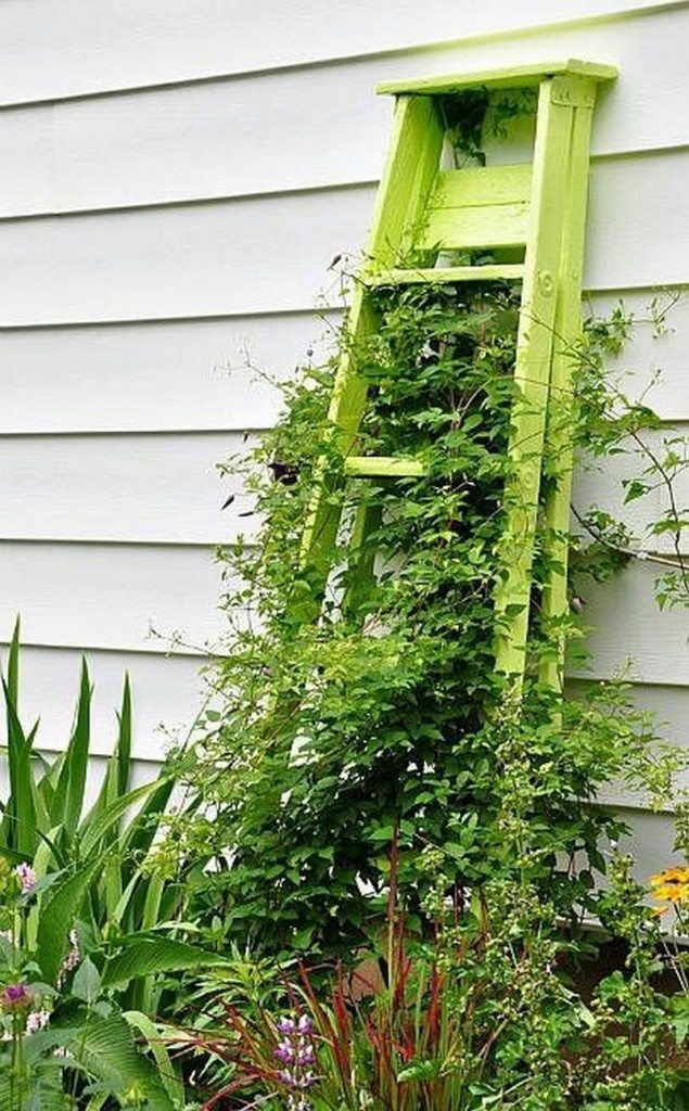 Trellis made from old ladders.