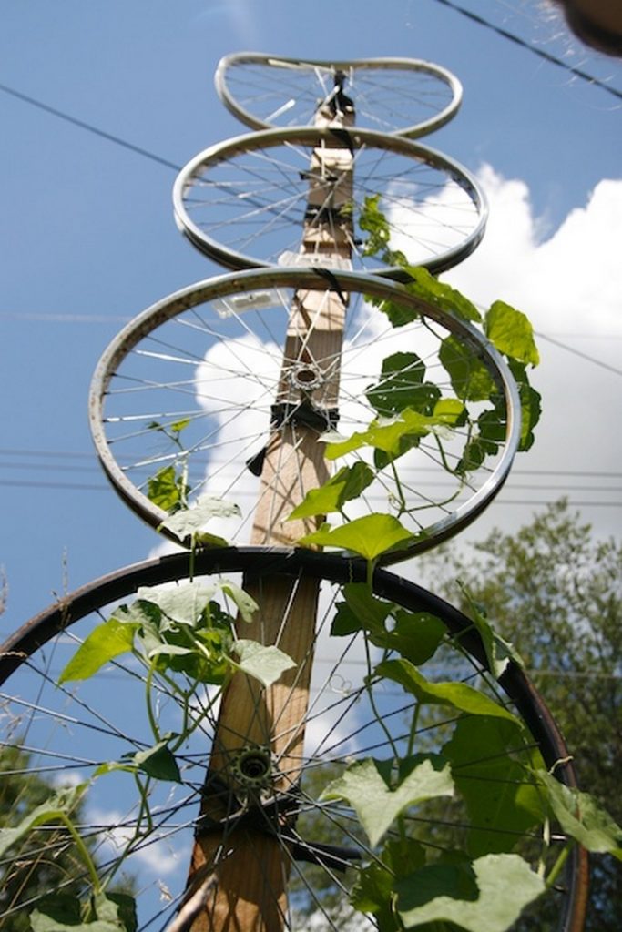 Trellis made from old bike rims.