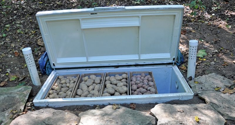 Buried Freezer Root Cellar