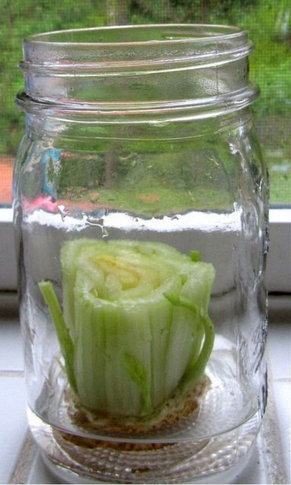 Celery