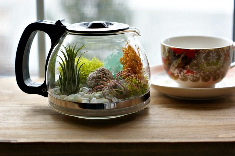 Coffee Pot Terrarium