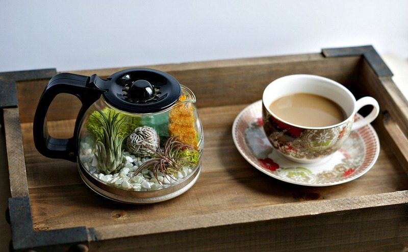 Coffee Pot Terrarium