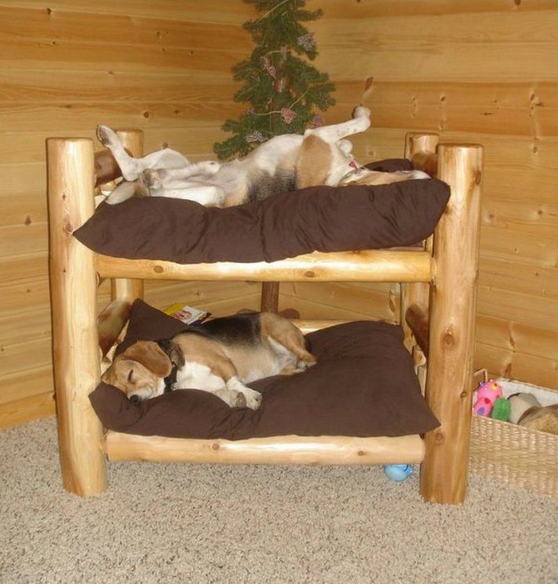 Extra large shop dog bunk beds