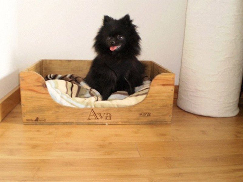 Dog bed design ideas