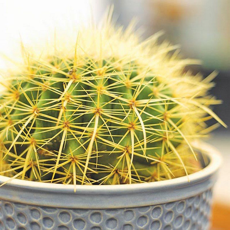 Golden Barrel Cactus