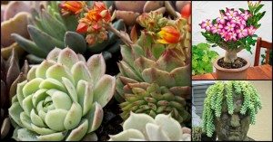 8 Popular Houseplants That Can Survive Your Constant Neglect - The ...