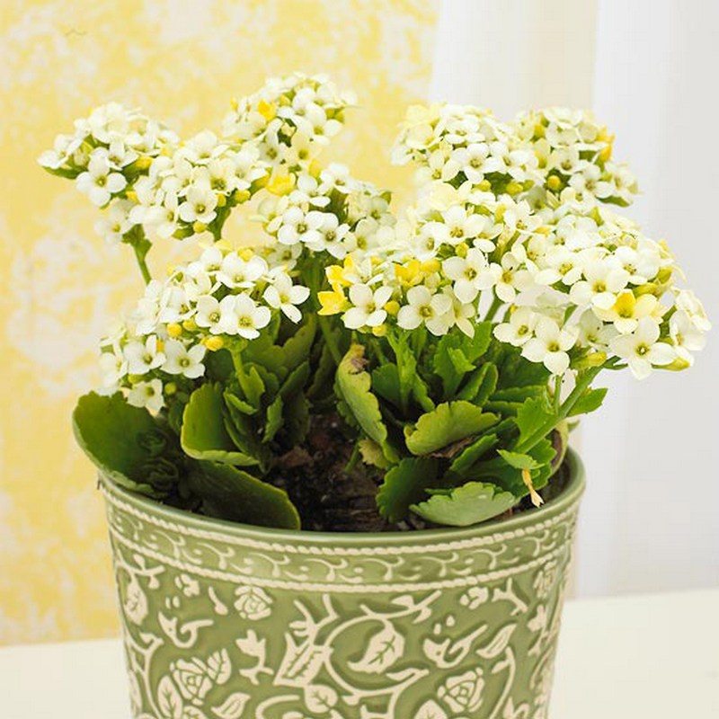 Kalanchoe