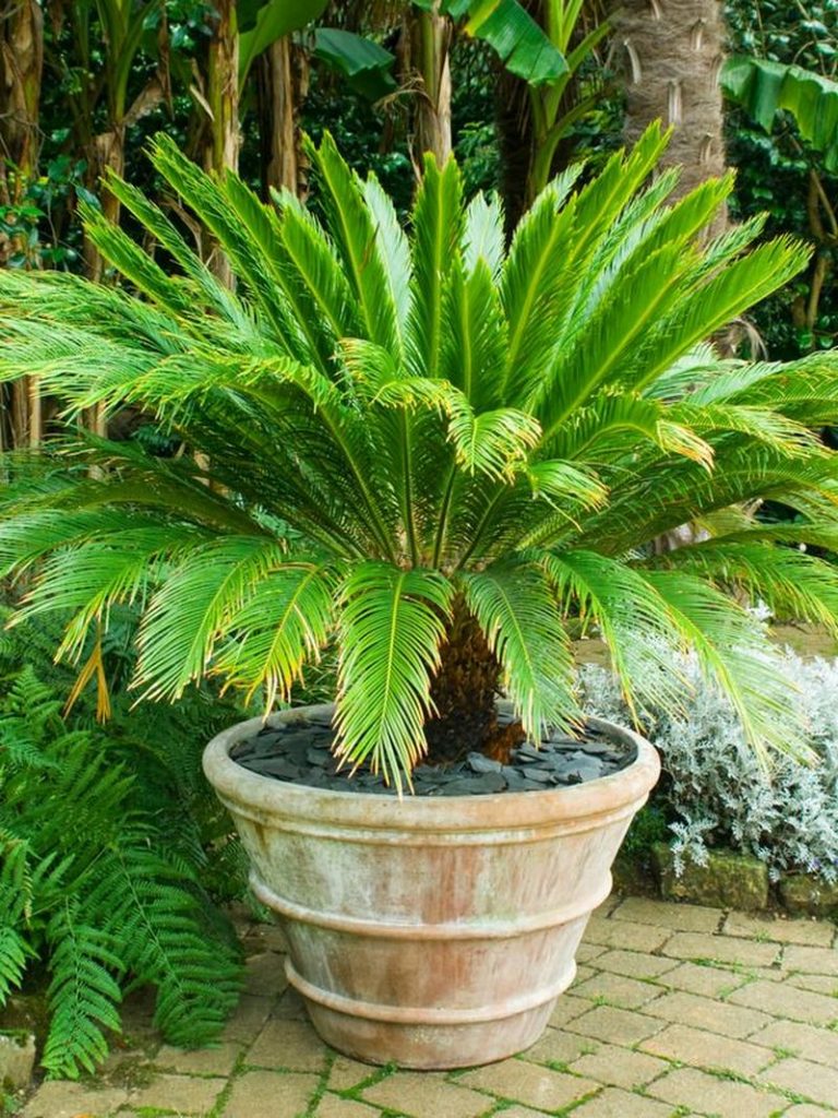 Sago Palm