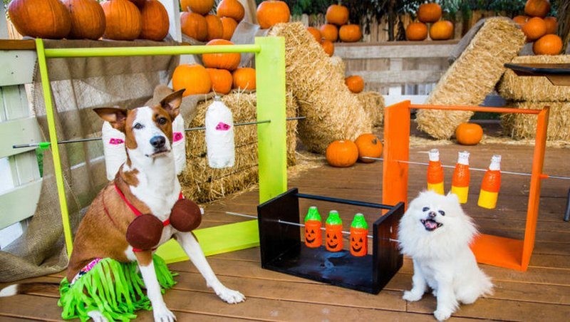 How To Make A Fascinating Spin-out Dog Treat Game - The Owner