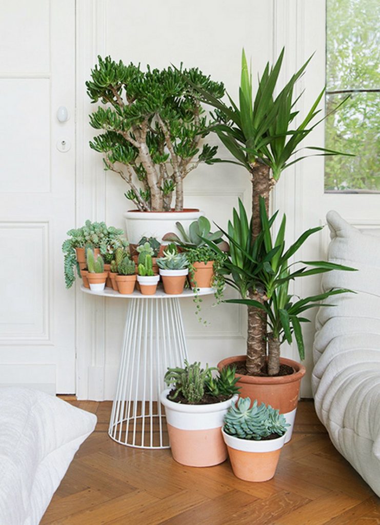 Transform Your Space: Innovative Indoor Plant Display Ideas