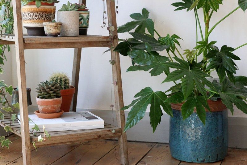 Amazing Ways to Display Indoor Plants