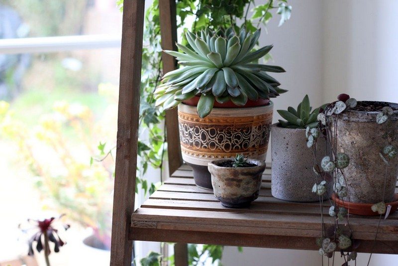 Amazing Ways to Display Indoor Plants