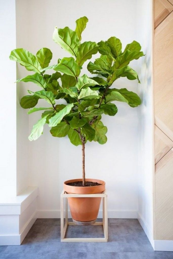 Amazing Ways to Display Indoor Plants