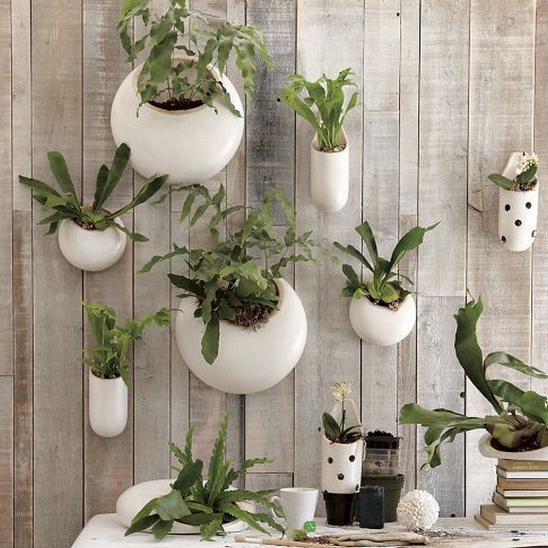 Amazing Ways to Display Indoor Plants