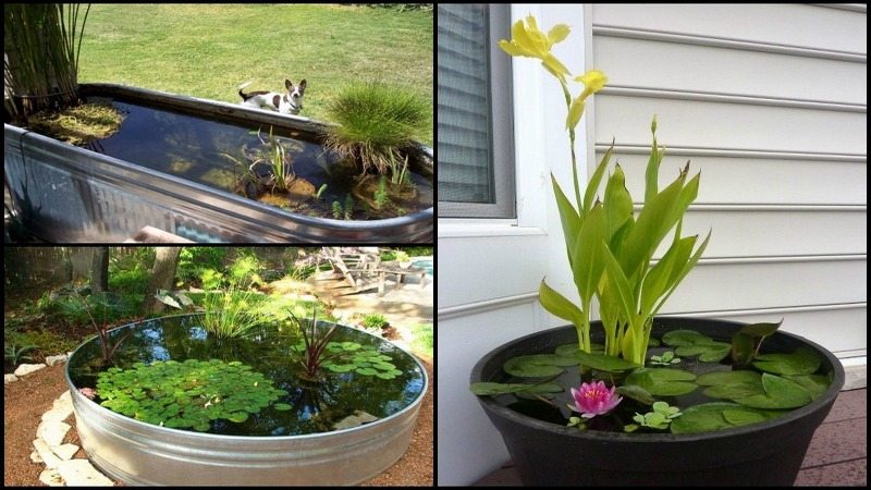 Awesome aquarium and fish pond ideas for your backyard 