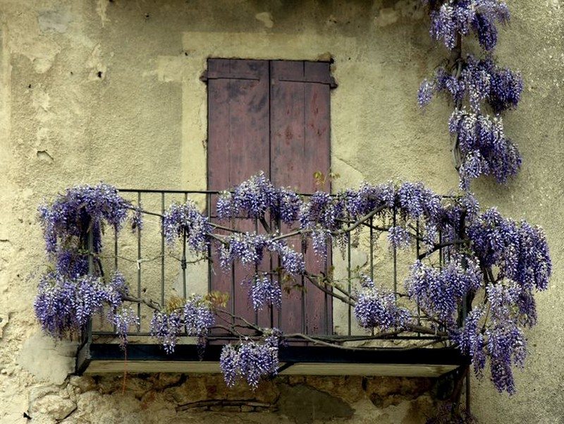 Balcony Gardens