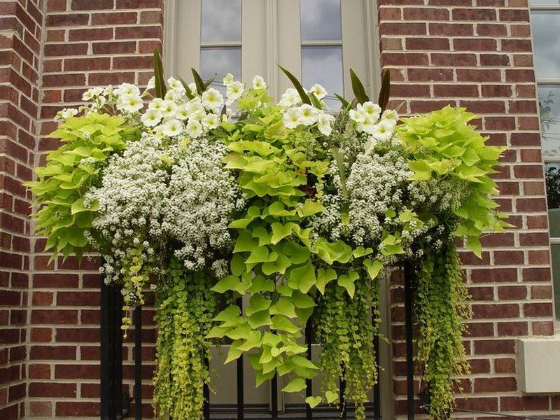 Balcony Gardens