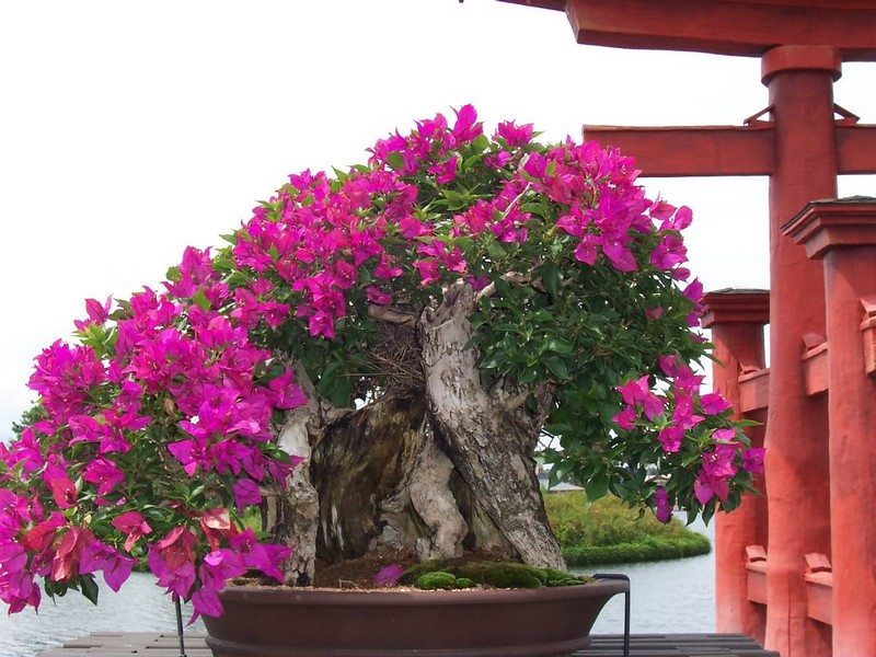 Bonsai Trees