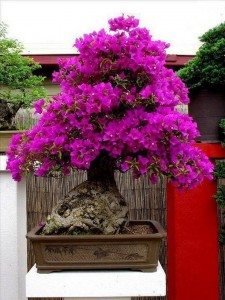 Bonsai - An Extraordinary Beauty