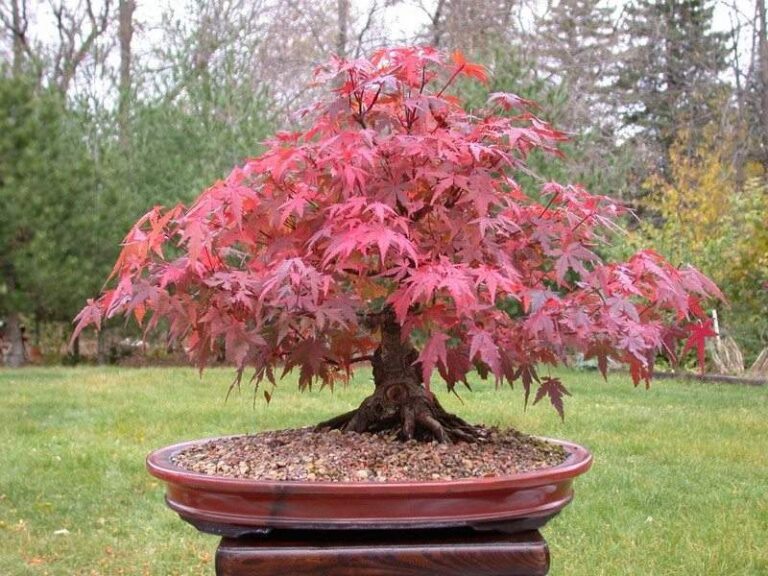 Bonsai Trees