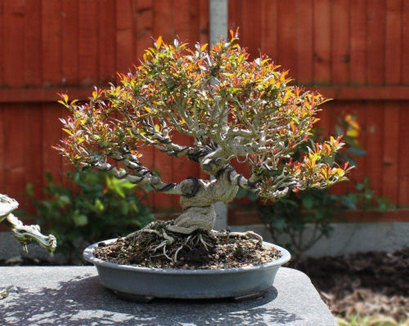 Bonsai Trees