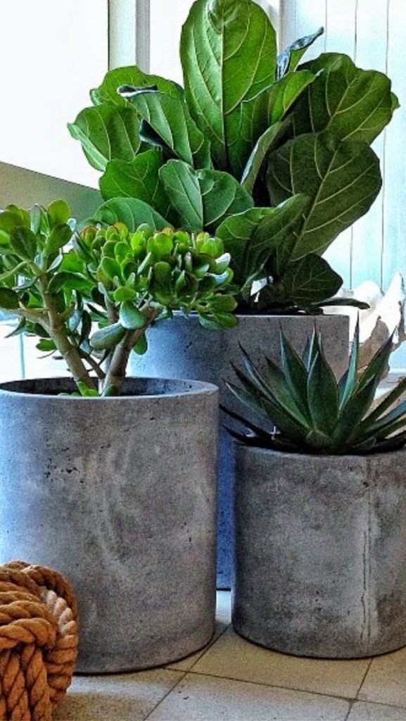 DIY Concrete Planters