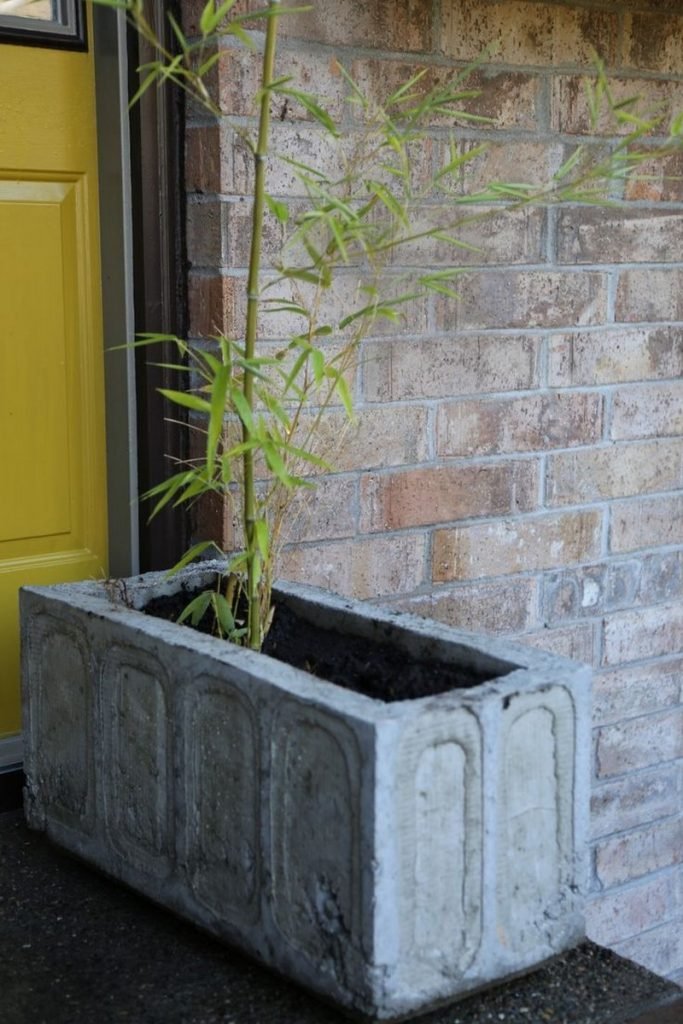 DIY Concrete Planters