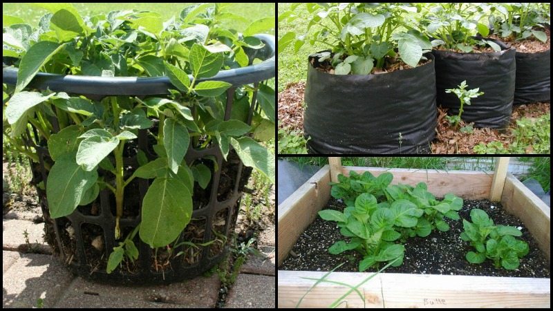 DIY Potato Planter Ideas