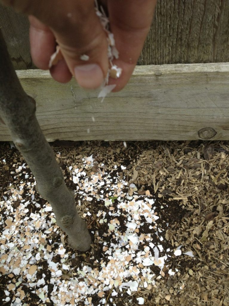 Eggshell Uses