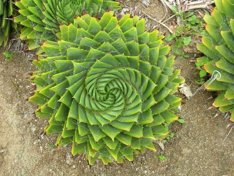 Geometrical Plants