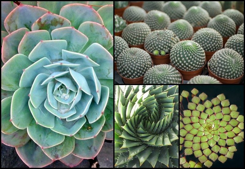 Geometrical Plants