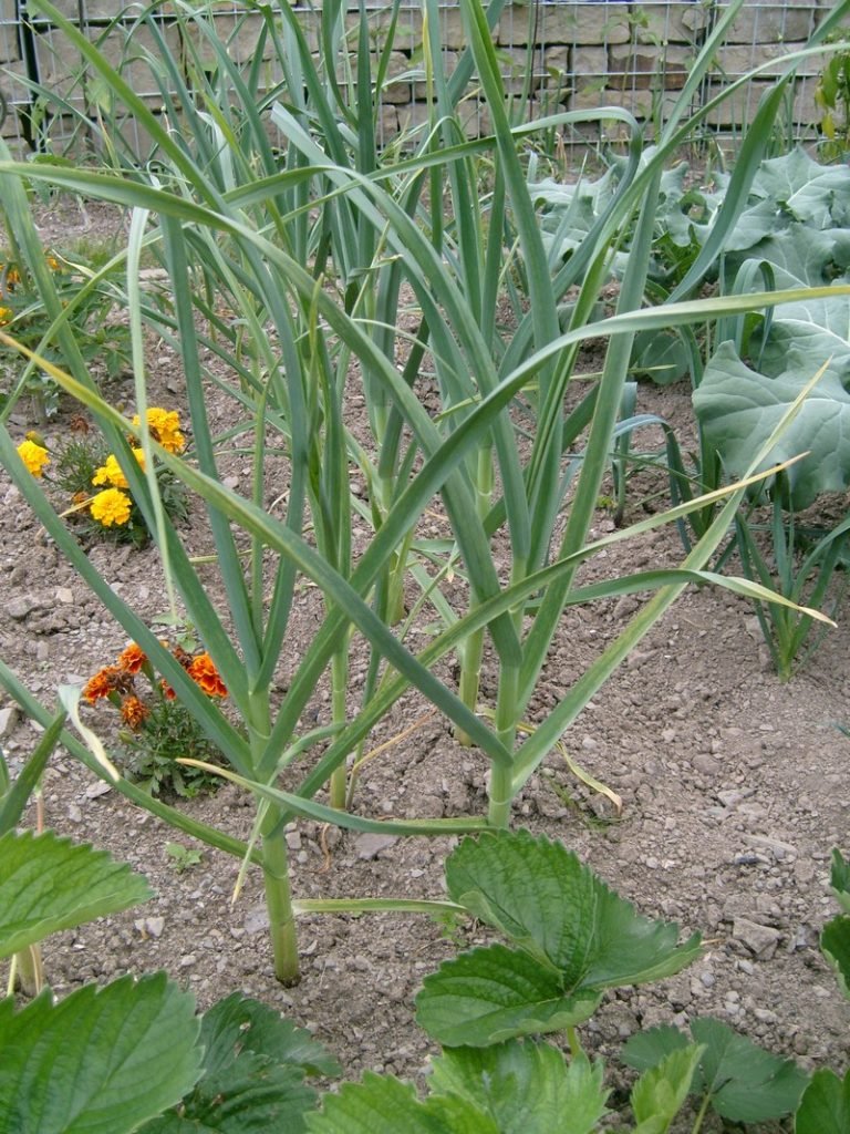 Mosquito-Repelling Plants