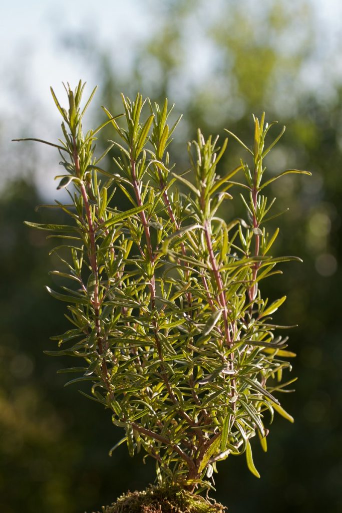 Mosquito-Repelling Plants