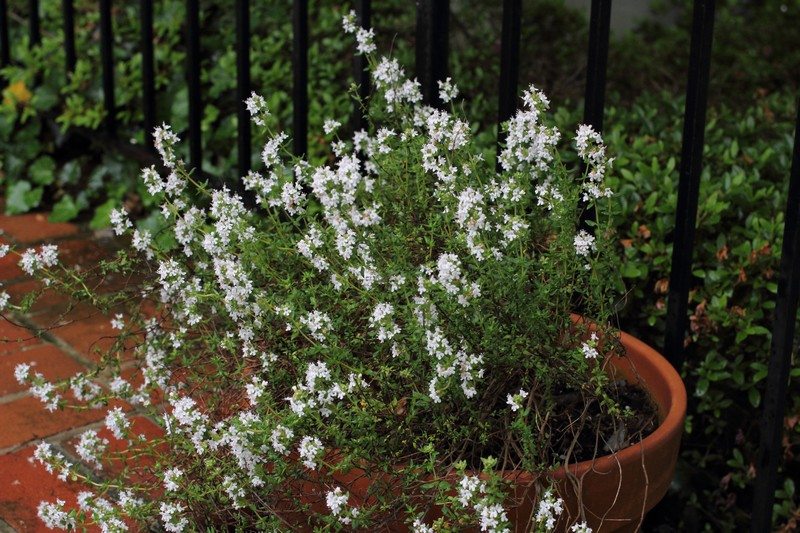 Mosquito-Repelling Plants