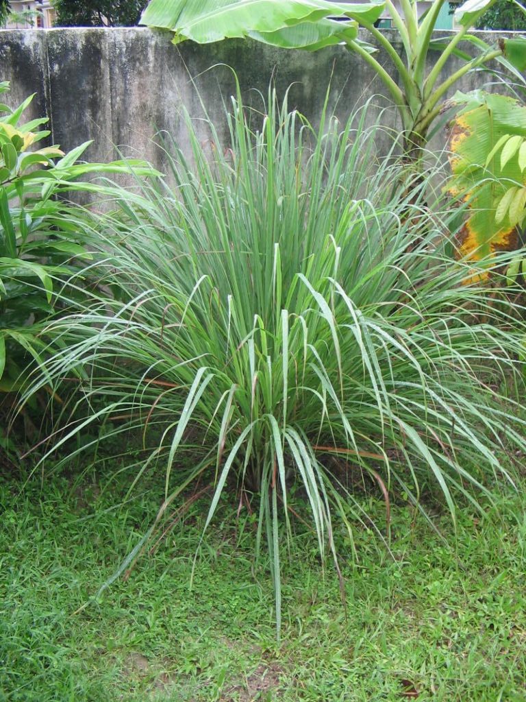 Mosquito-Repelling Plants