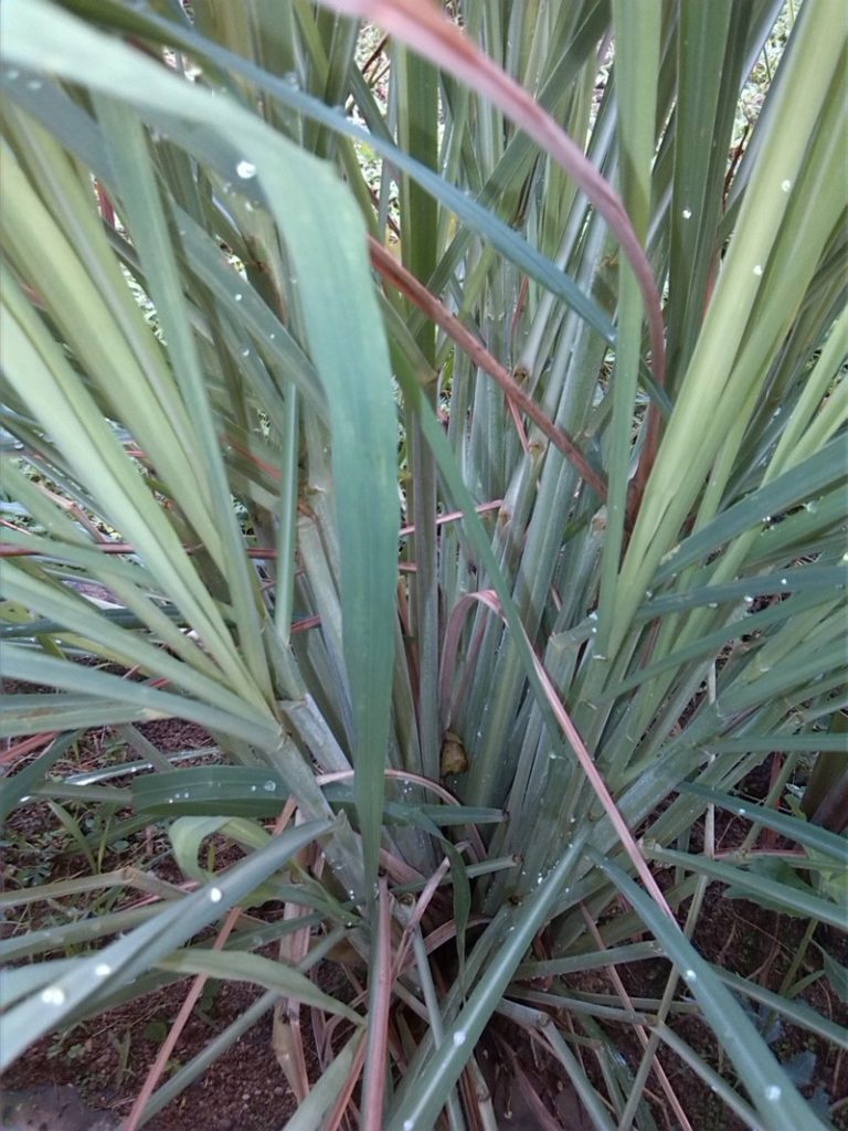 Mosquito-Repelling Plants