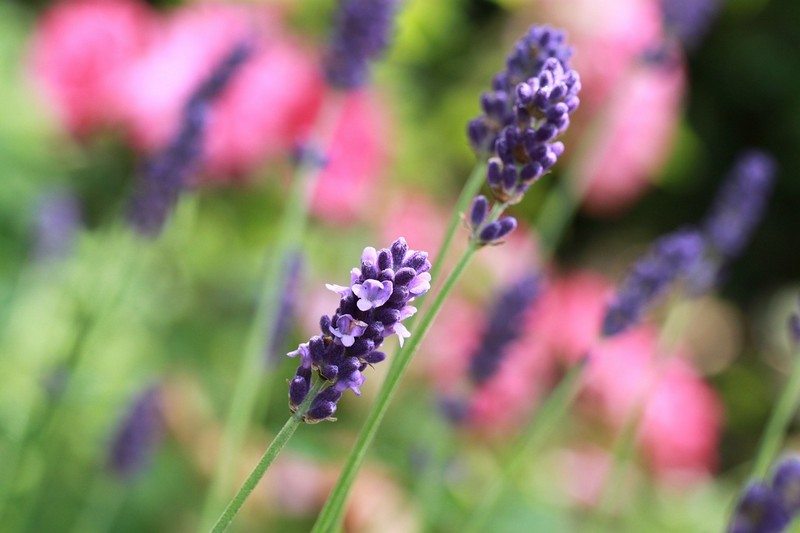 Mosquito-Repelling Plants