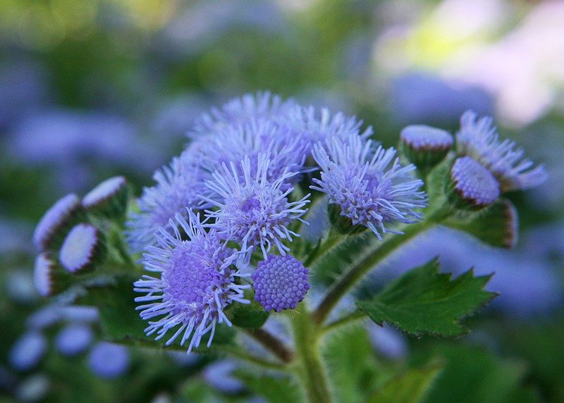 Mosquito-Repelling Plants