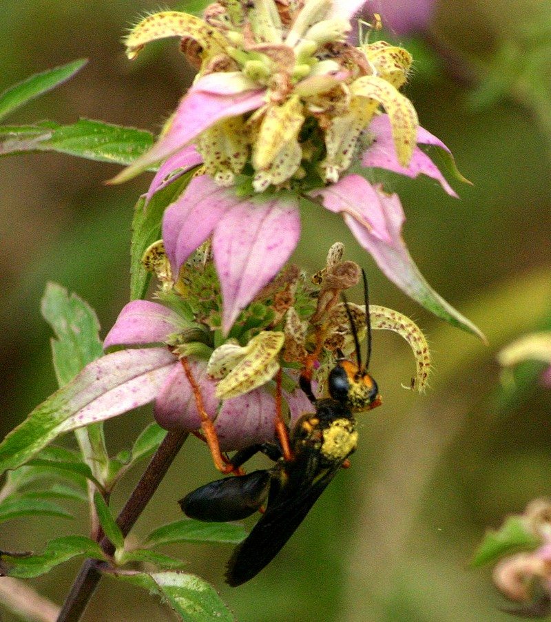 Mosquito-Repelling Plants