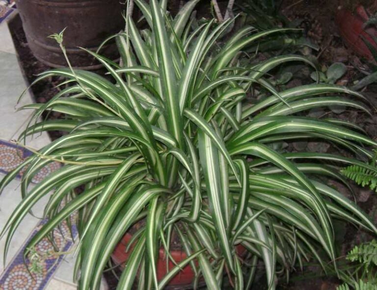 Plants that purify air at home