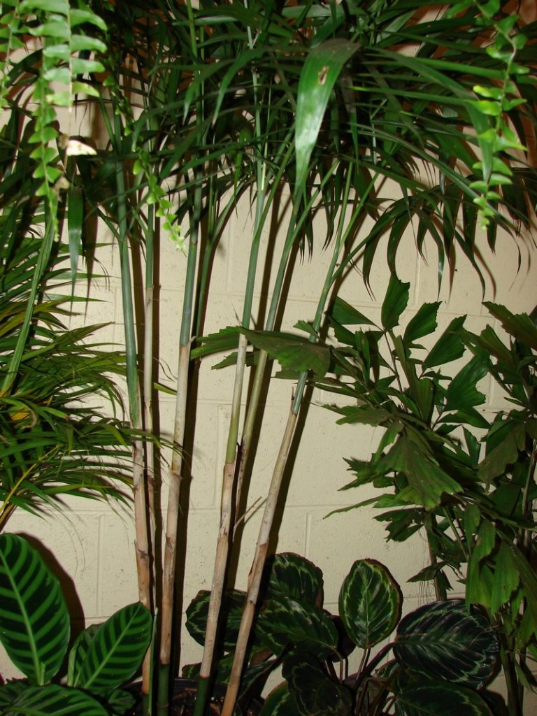 Plants that purify air at home